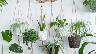 hanging plants