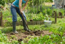 robert mygardenandpatio